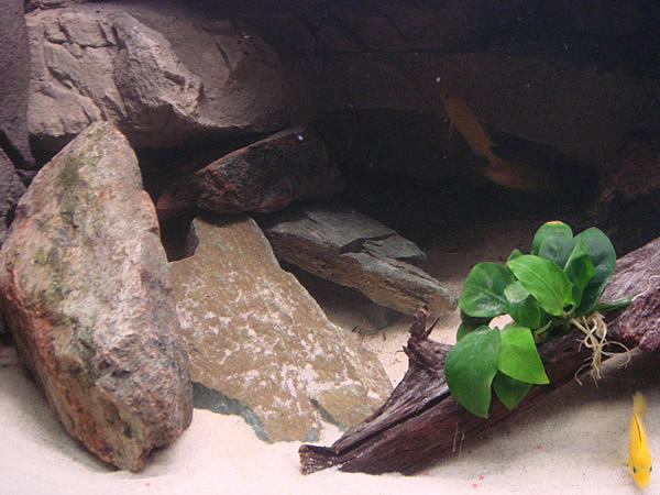 malawi akvariet