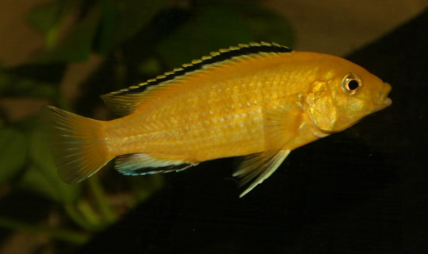 Labidochromis Caeruleus Goldenfi 