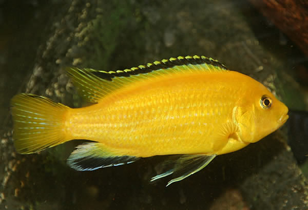 labidochromis Caeruleus - goldenfi