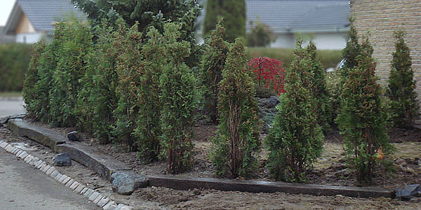 thuja