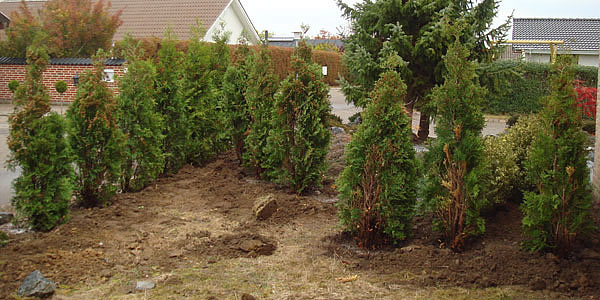 thuja