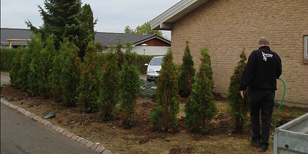 thuja