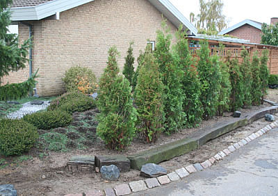 thuja