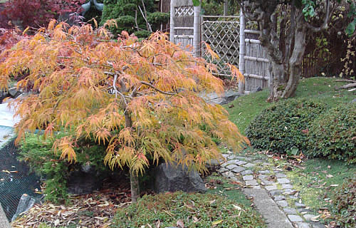 japansk acer i efterårsløv