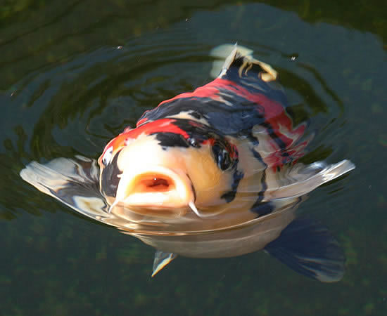 hyggedammens koi