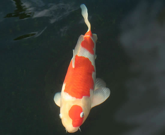 hyggedammens koi