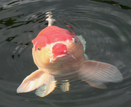 hyggedammens koi