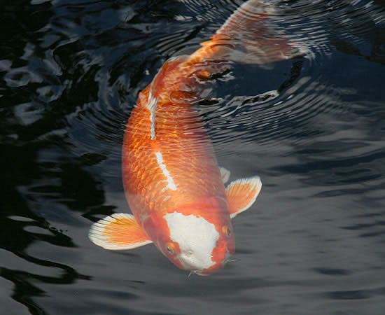 hyggedammens koi