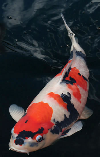 hyggedammens koi