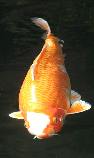 hyggedammens koi