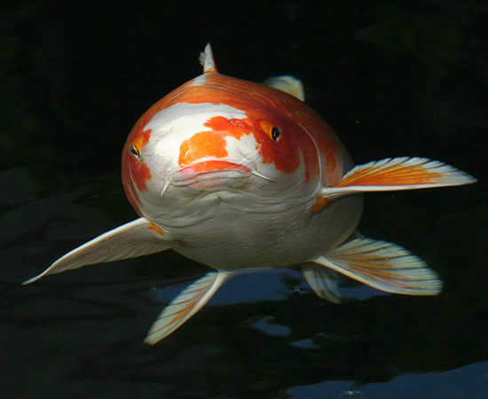 hyggedammens koi