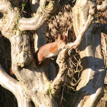 Besøg af et egern ved hyggedammen