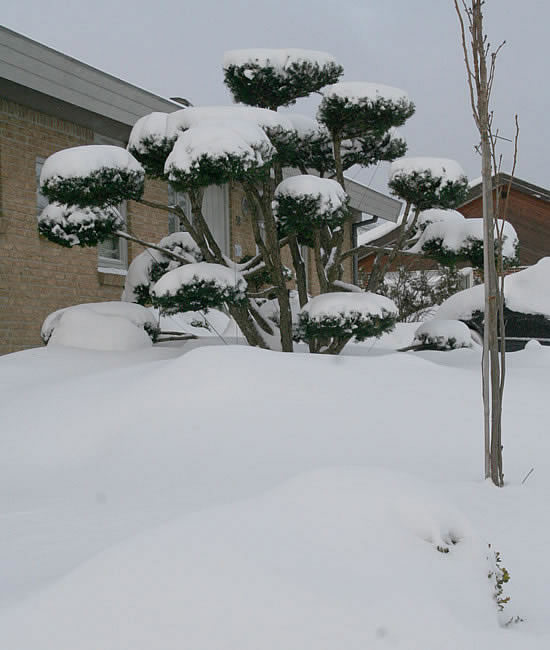 sne i store mængder i vores japanske have