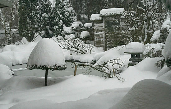 sne i store mængder i vores japanske have