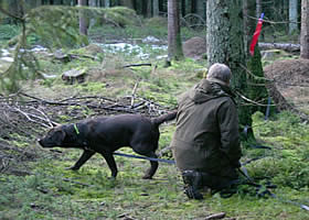 schweiss - sportræning