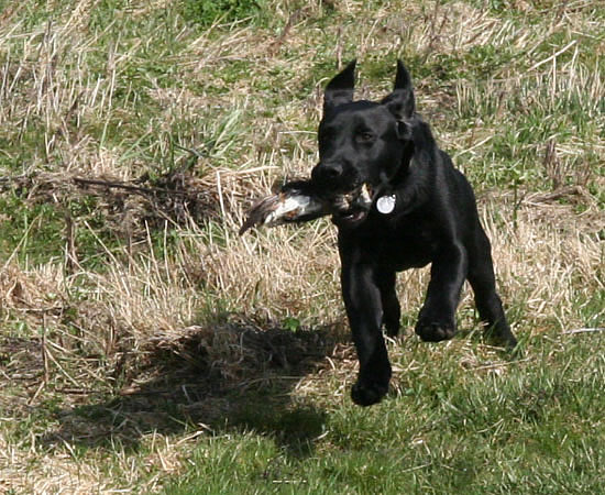 choko-panther