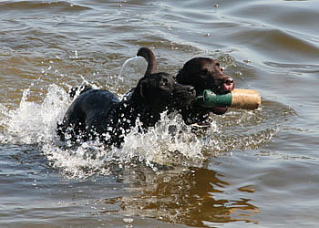 labrador-panther