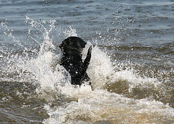 labrador-panther