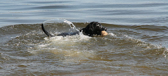 labrador-panther