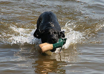 labrador-panther