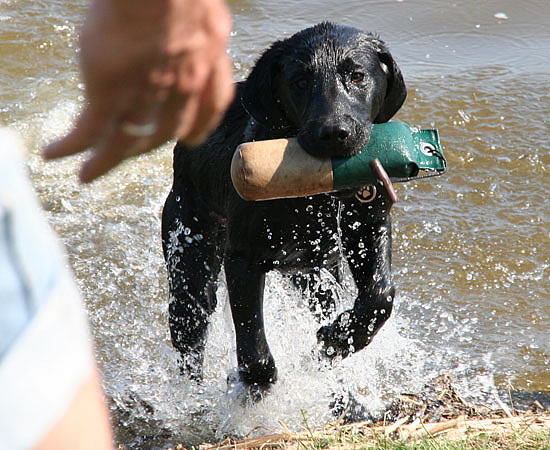 labrador-panther