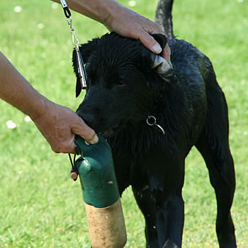 labrador-panther