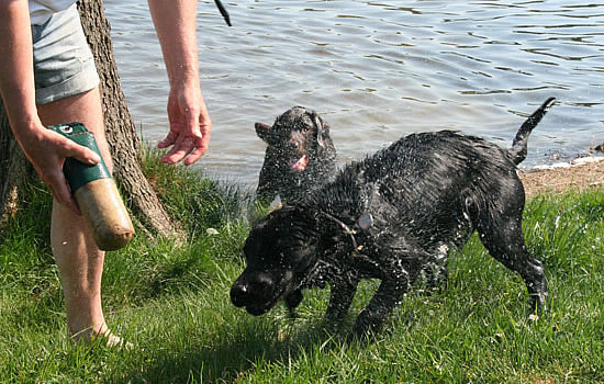 labrador-panther