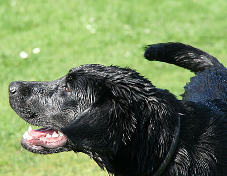 labrador-panther