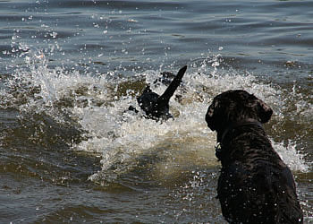 labrador-panther