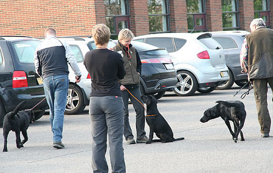 panther-lydighedstræning