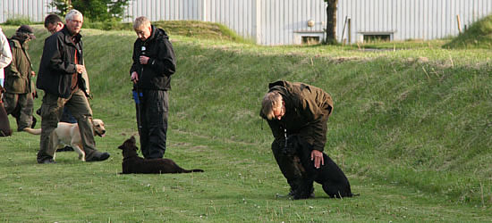 panther lydighedstræning