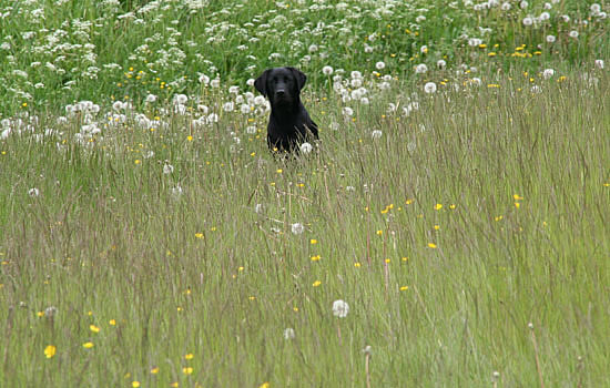 panther labrador