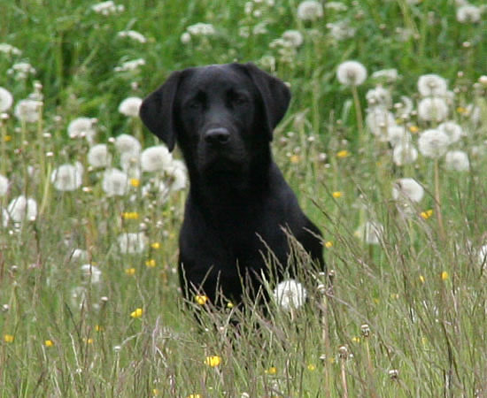 panther labrador