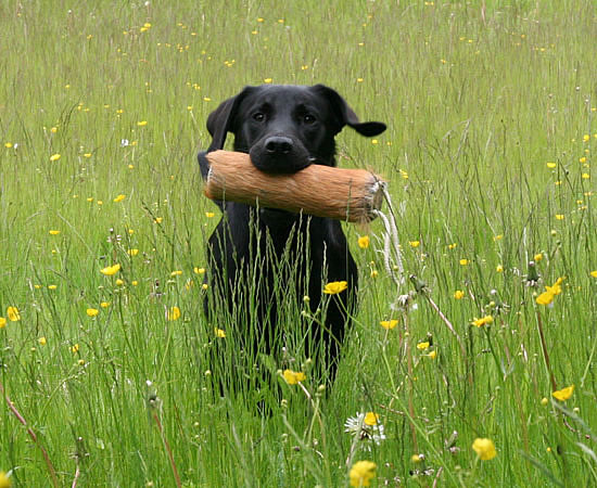 panther labrador