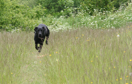 panther labrador