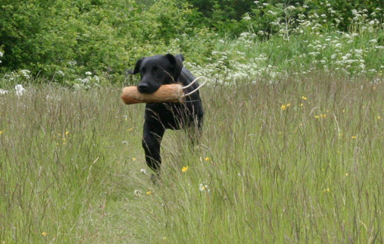 panther labrador