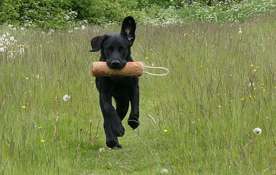 panther labrador