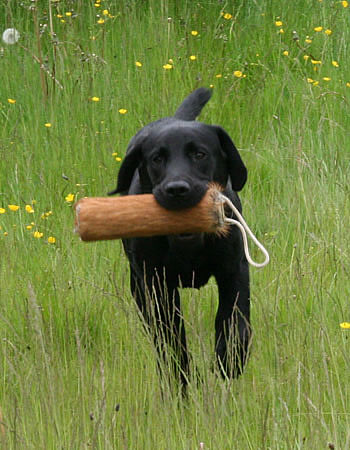 panther labrador