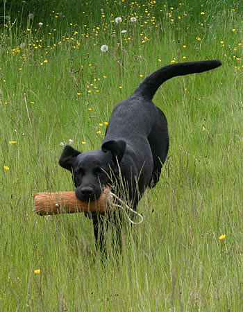 panther labrador