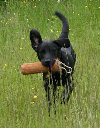 panther labrador