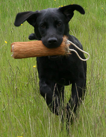 panther labrador