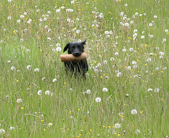 panther labrador