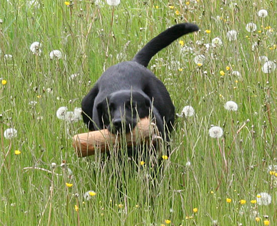 panther labrador