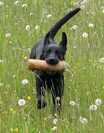 panther labrador