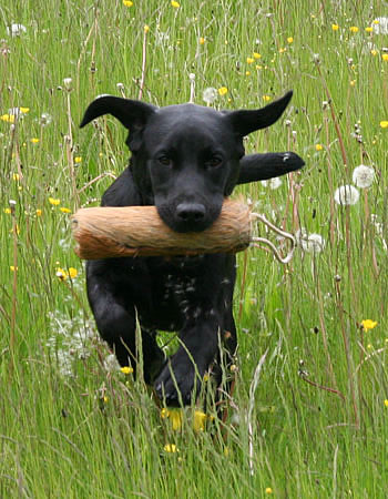 panther labrador