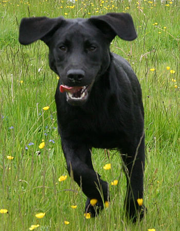 panther labrador