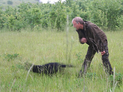 panther begyndertræning