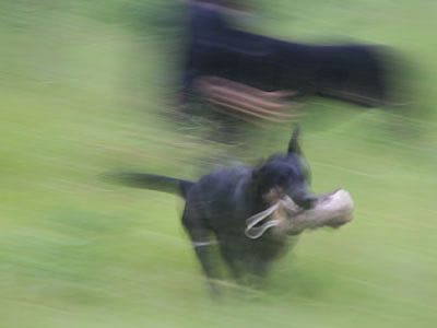 panther begyndertræning