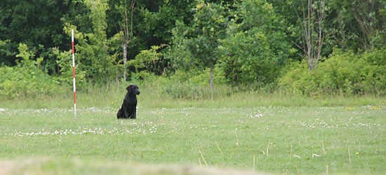 panther til brugsprøve 2011