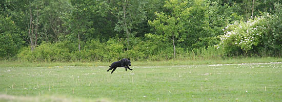 panther til brugsprøve 2011